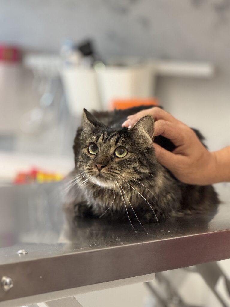 Cabinet veterinar Puls Vet – galerie 01