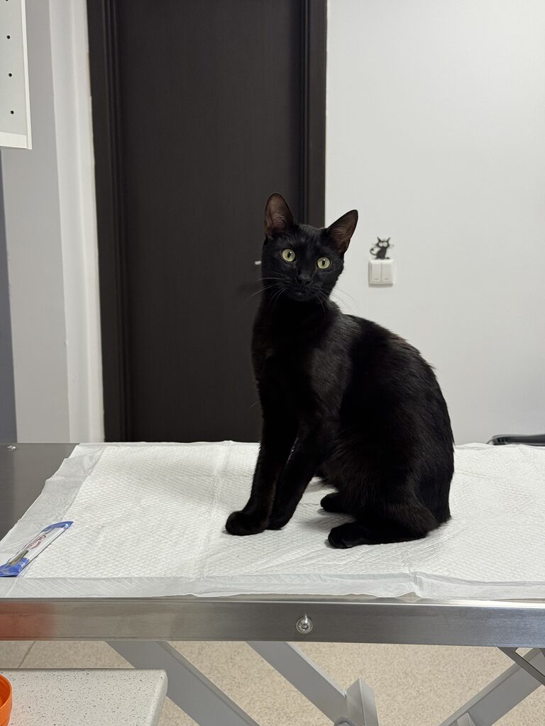 Cabinet veterinar Puls Vet – galerie 03