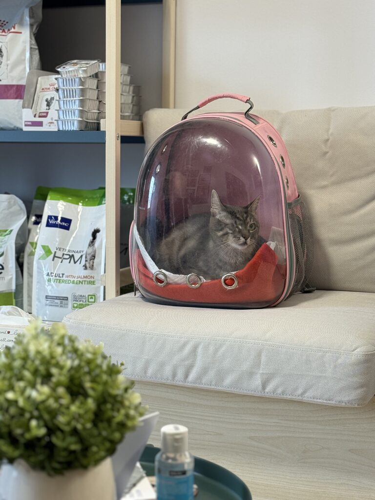 Cabinet veterinar Puls Vet – galerie 05
