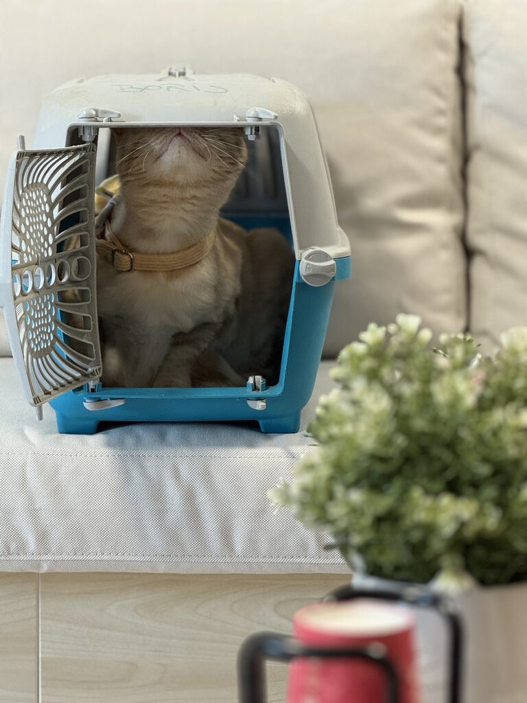 Cabinet veterinar Puls Vet – galerie 06