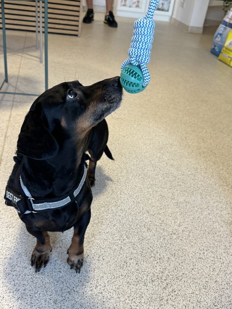 Cabinet veterinar Puls Vet – galerie 07